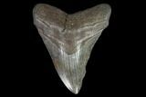 Fossil Megalodon Tooth - South Carolina #108895-1